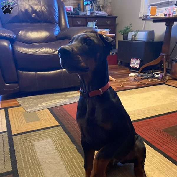 Hugo, Doberman Pinscher Puppy